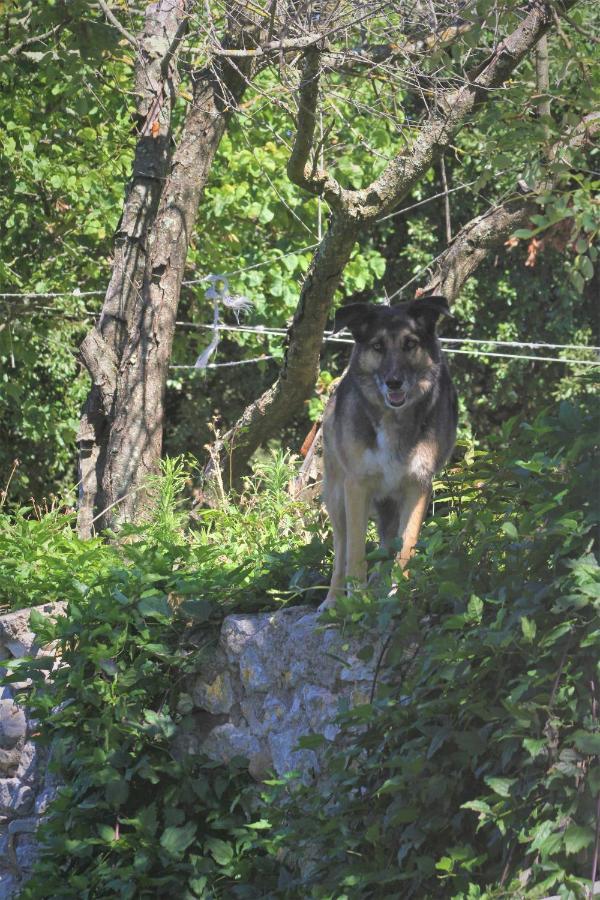 Studio Gard Calme Et Nature Russan Dış mekan fotoğraf